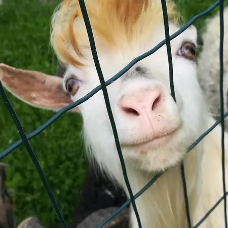 Tischlmuehle & Mehr *