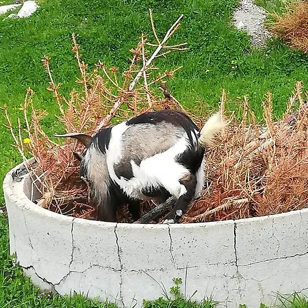 티슐뮐레 아파트먼트&메어