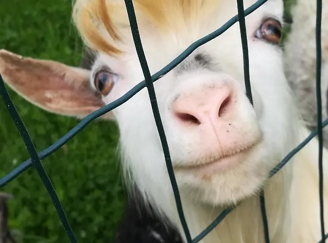 Tischlmühle Appartements&mehr *